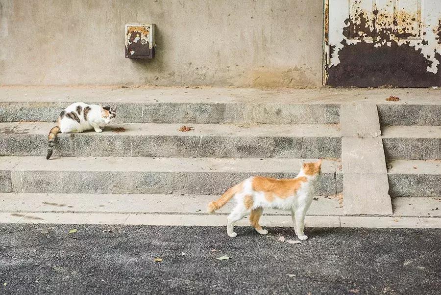 致每一位爱宠人，请了解下困难重重的TNR