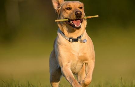 狗狗足部清洁用什么好,狗狗的护理部位有哪些