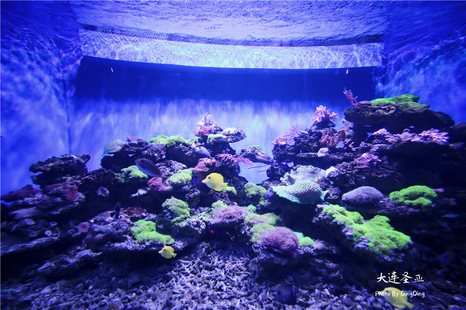 北方明珠活力四射的浪漫之都大连，国内最具特色的海洋世界圣亚