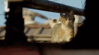 在亚洲，非要加入欧盟、用火鸡做甜点、酸奶是咸的，土耳其真魔幻