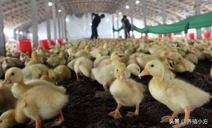 鸭子的饲养：如何养鸭子，养鸭子需要注意的一些地方