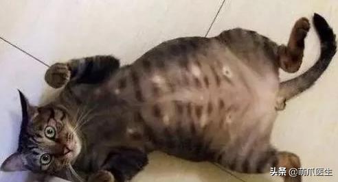 猫身上长了粉色疙瘩,公猫身上长了粉色的疙瘩