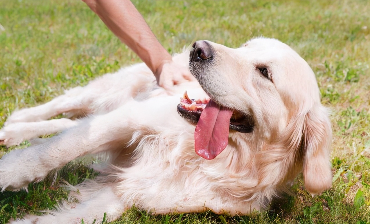 泰迪狗狗洗完澡有皮屑是什么原因,狗狗对沐浴露过敏全是皮屑怎么办
