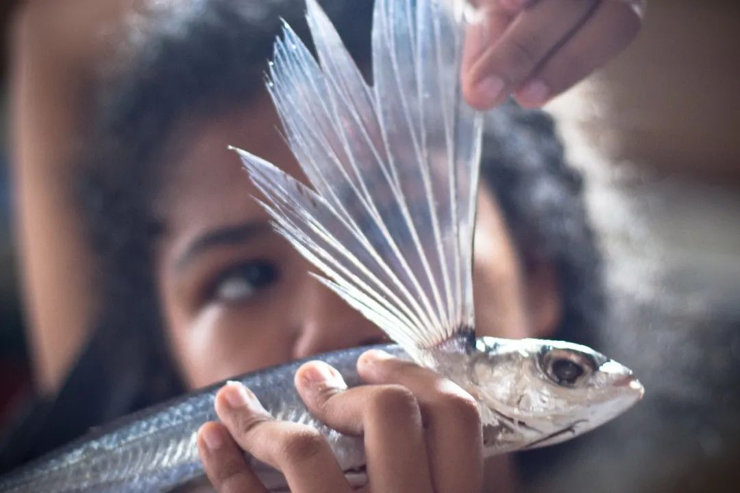 你可能没见过飞鱼,但是你一定吃过它的卵