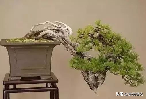 黑松盆景寓意 (黑松盆景风水)