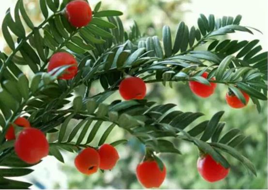 庭院常见的吉祥树,一