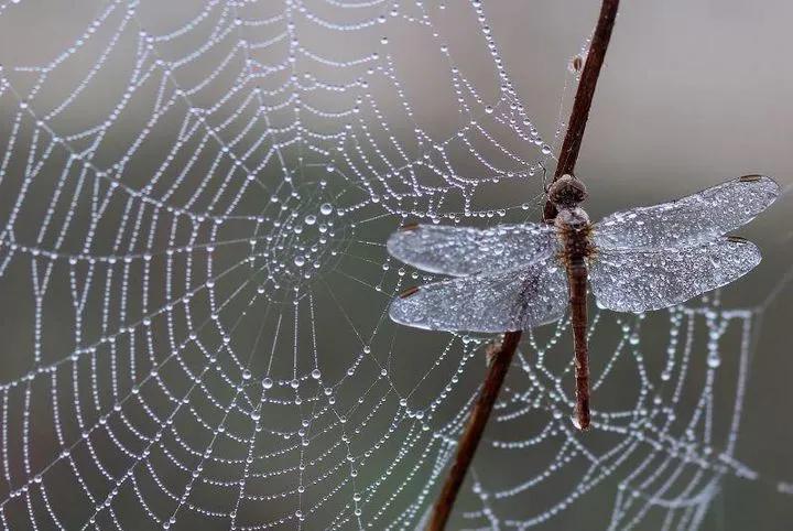 蜘蛛丝到底有多强韧,蜘蛛丝强韧的图片