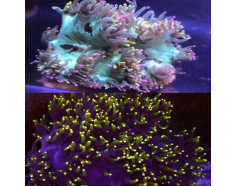 热度屈居火柴头之后的珊瑚，销量居然更高？