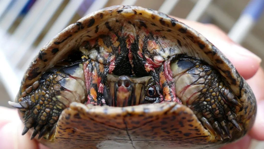 全球仅存三只斑鳖,斑鳖为啥灭绝