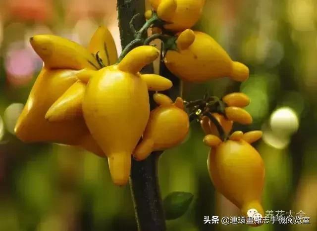 100种常见花卉植物图谱,100种花卉素描图谱