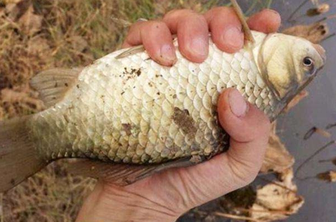 拉饵的正确使用方法和技巧,一款拉饵的正确使用方法