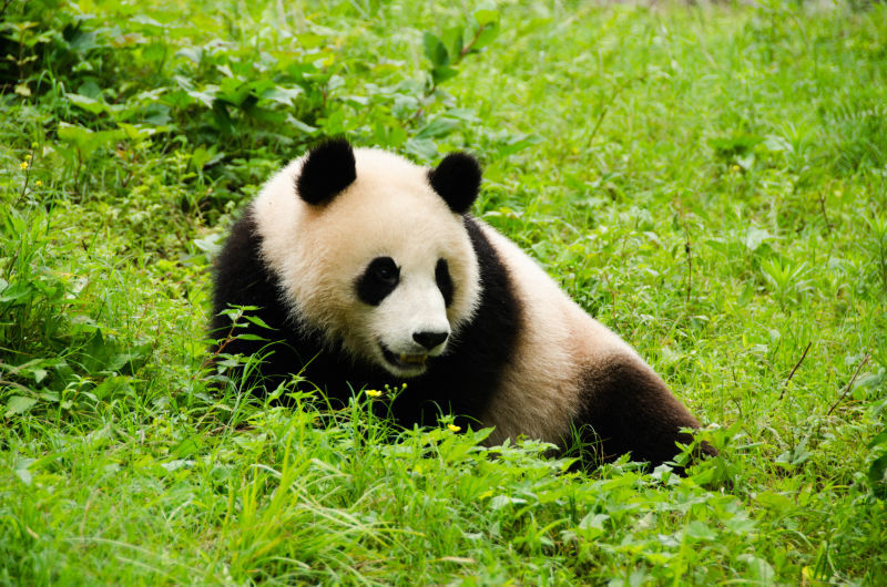 九寨沟自己开车进去,自己出发去九寨沟