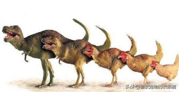 鸡和霸王龙为什么长那么像,鸡的身体上有霸王龙的基因