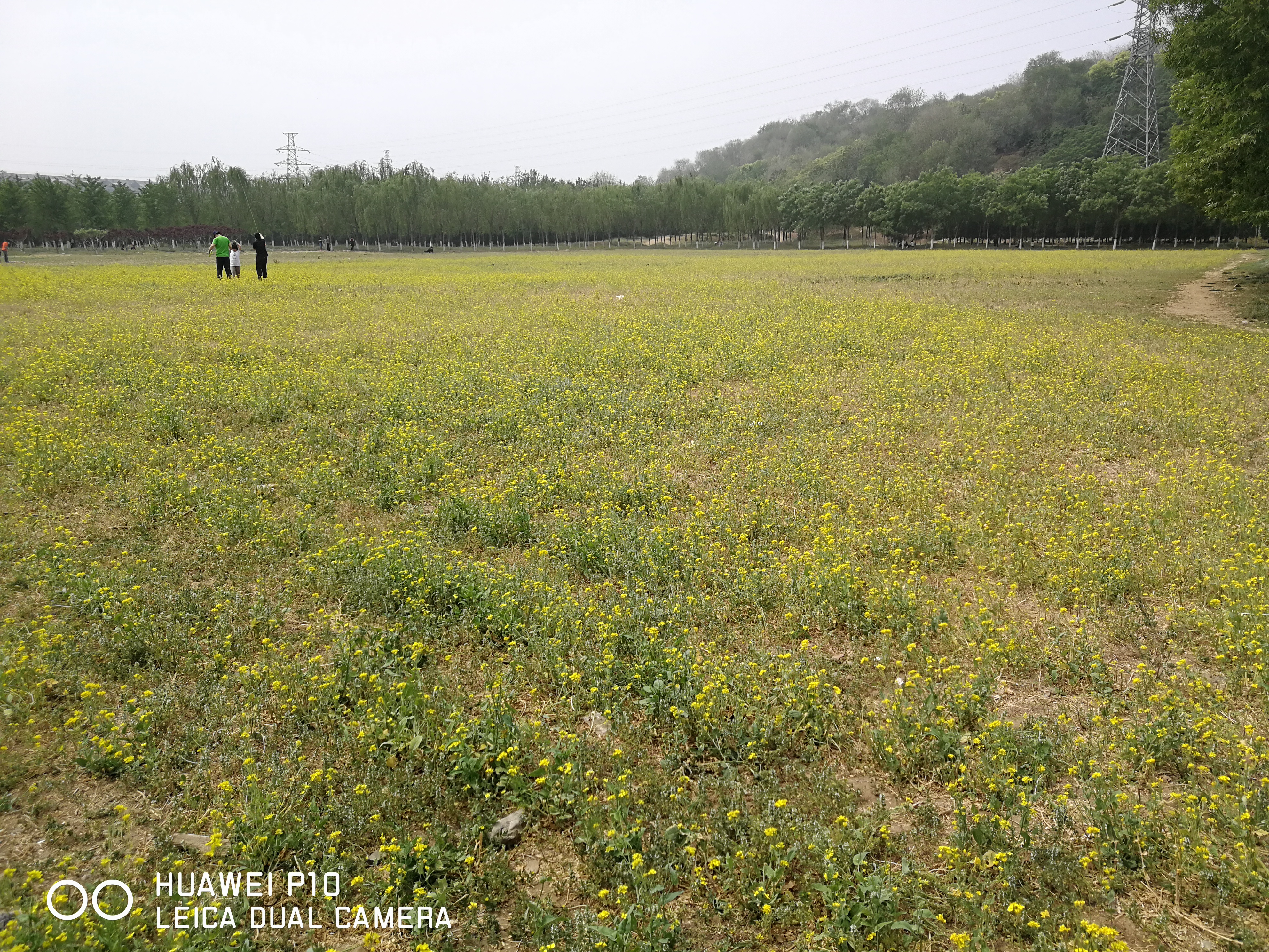 北京油菜花田风景,北京田村油菜花海全攻略