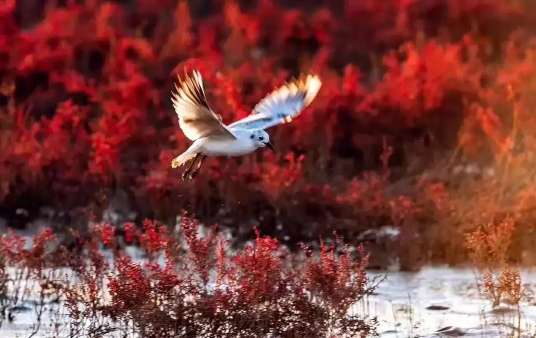 比江南秋色还绚烂,东北这3座小城又妖又撩,中秋出行正当时