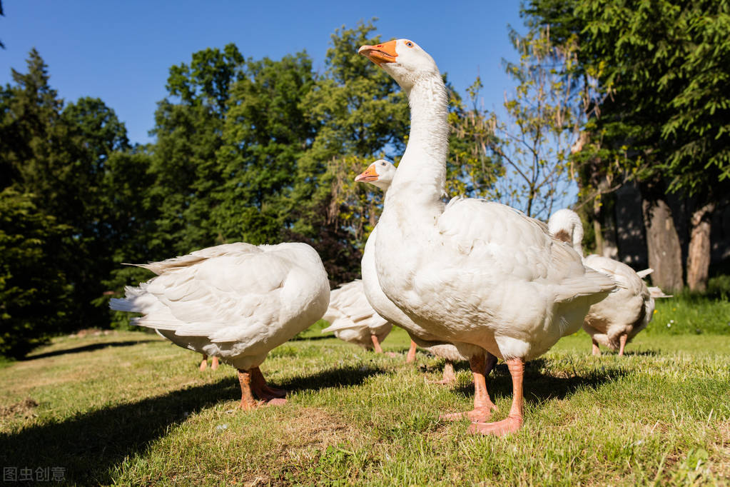 为什么蛇不敢碰鹅屎,为什么蛇不敢咬鹅
