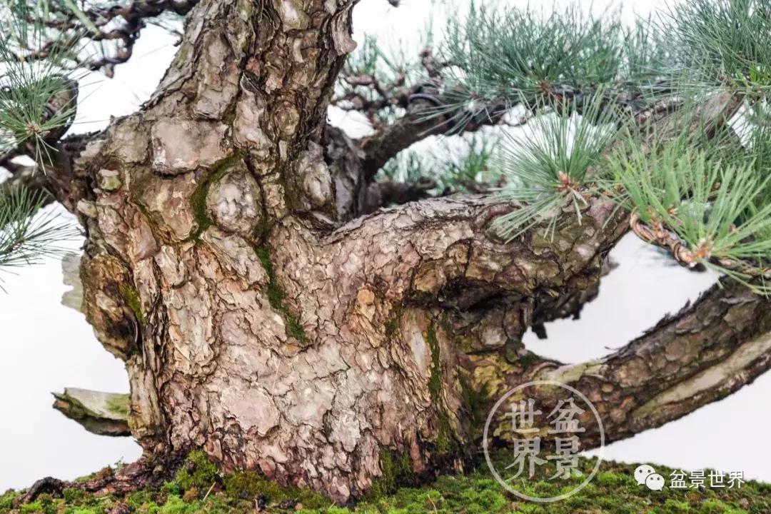 松树盆景经典大片,大斜杆式盆景得金奖作品松树