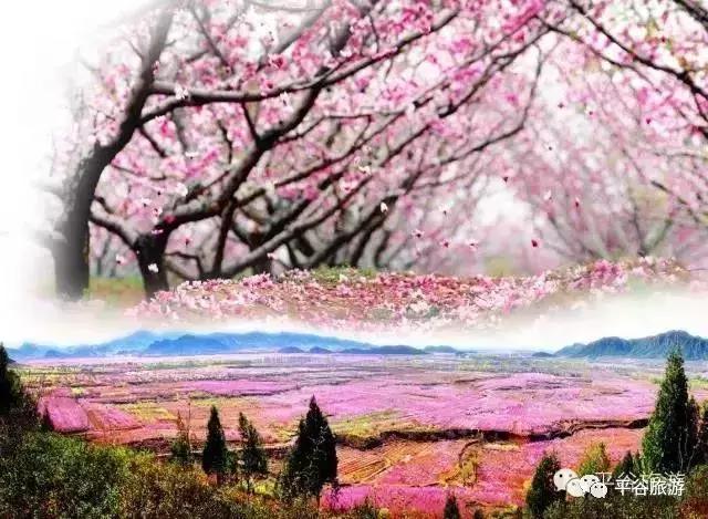 北京平谷第二十一届桃花节开幕,北京平谷桃花节最佳观赏地址