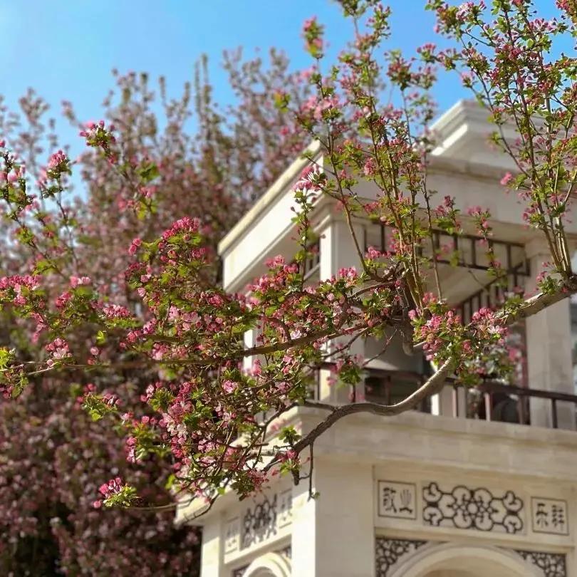 天津南开中学有多牛,天津南开中学入围