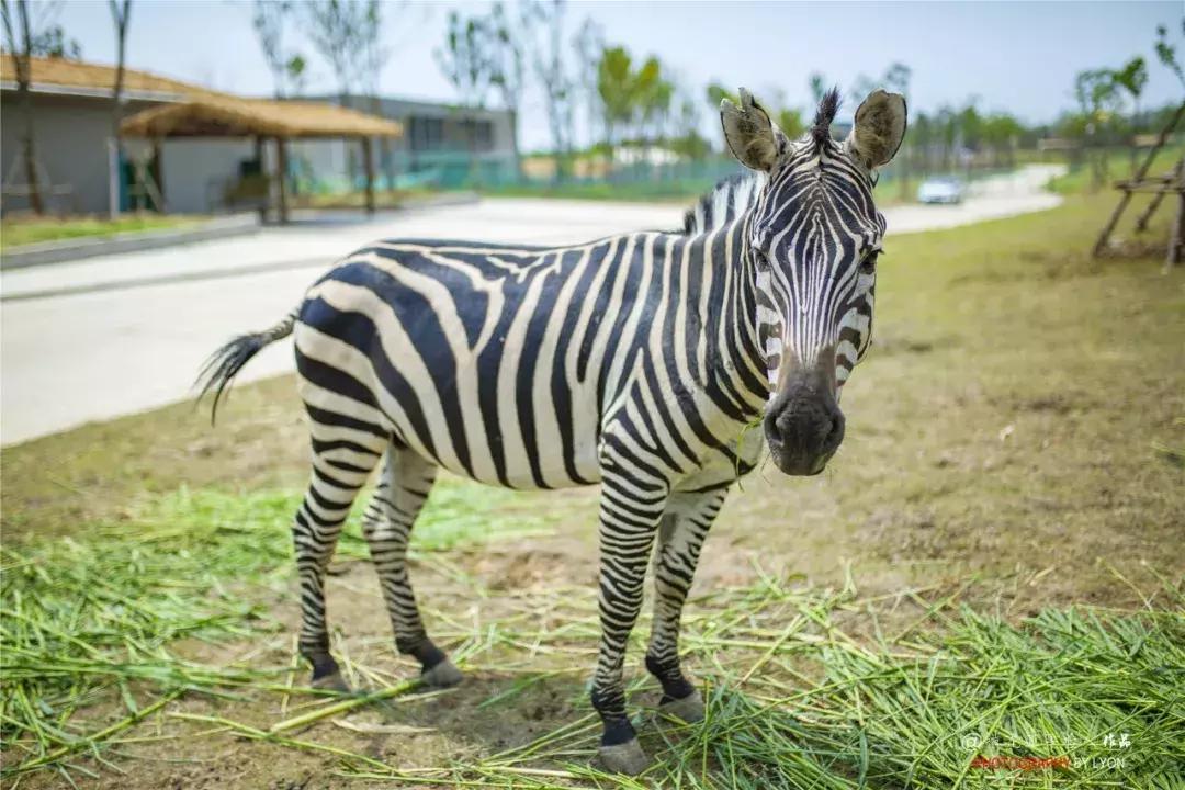 去南京金牛湖野生动物王国堵车吗,南京金牛湖野生动物王国最新活动