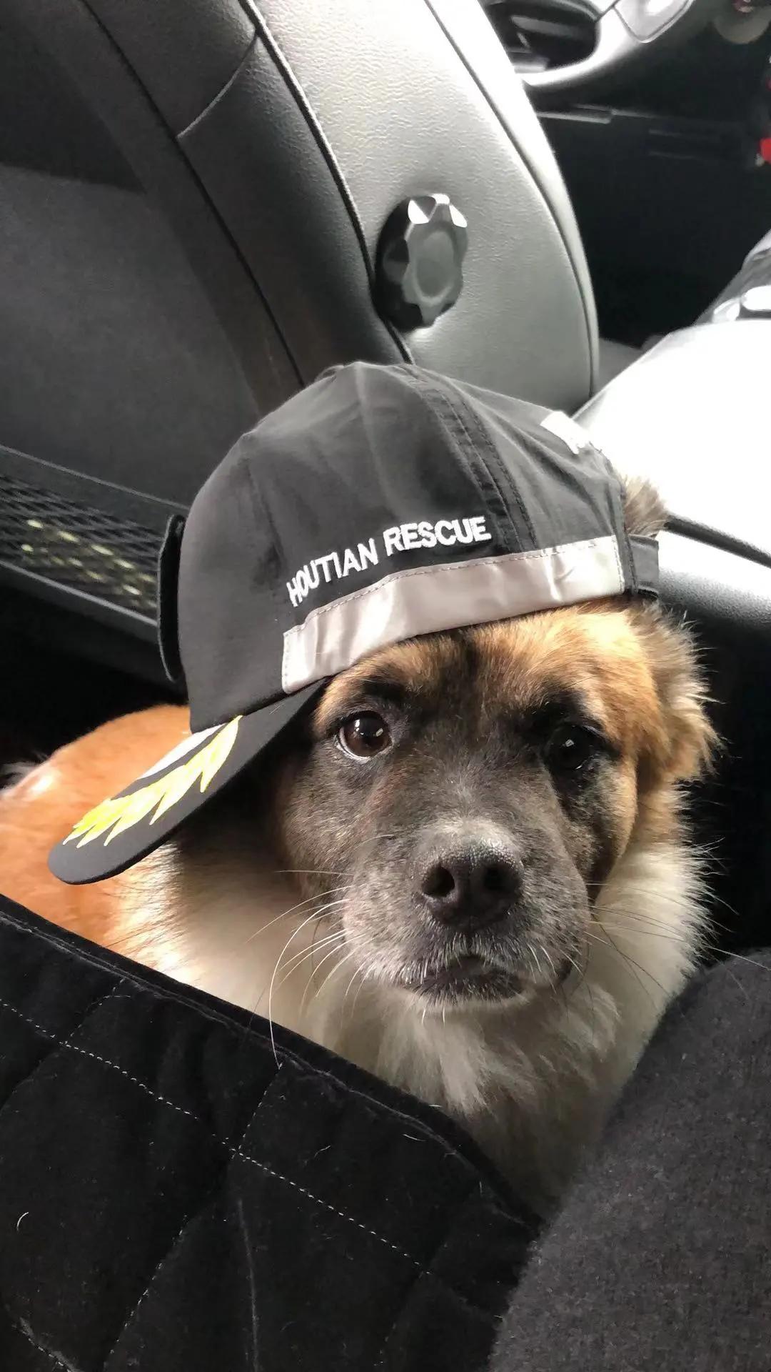 男生猛犬穿女装,男生细狗穿女装