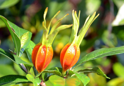 栀子花种子怎么种上就出芽了,栀子花从种子到开花生长过程
