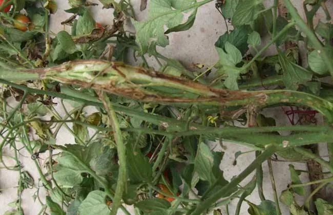 西红柿突然枯萎了还能救活吗,西红柿突然枯萎用什么药