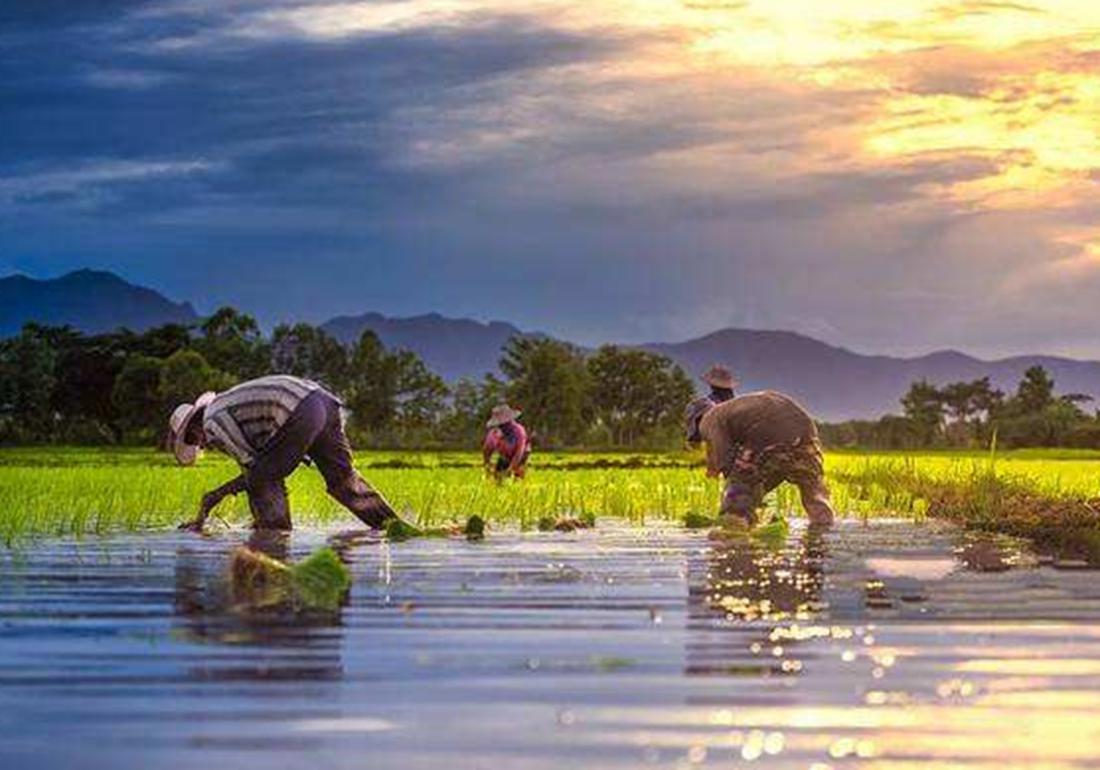 水稻淹水的正确方法,水稻泡田的作用