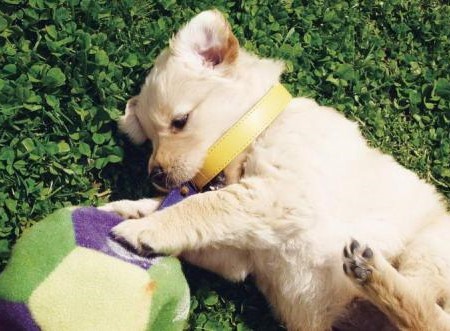 狗狗一直拉肚子是怎么回事,狗狗一直拉肚子是什么原因