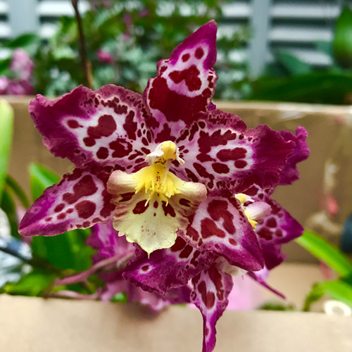 君子兰吊兰蝴蝶兰的图片,吊兰属不属于兰花的一种