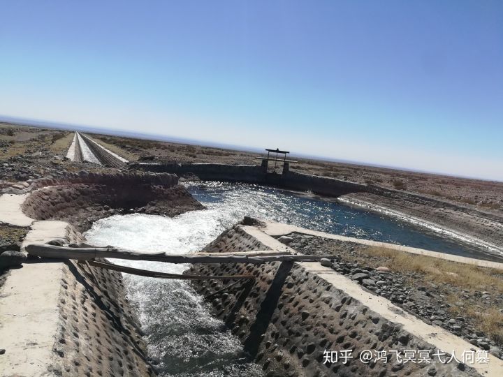 哈密戈壁之花图片,戈壁之花