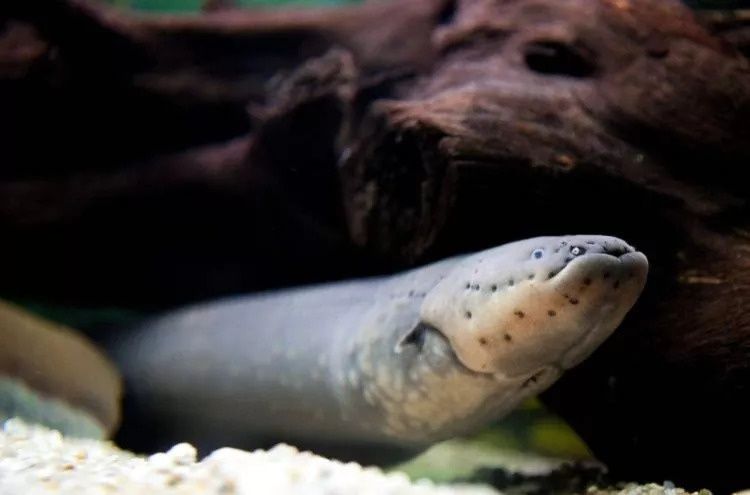 用高压电电鳗能把电鳗电死吗,350伏电鳗能电死人吗