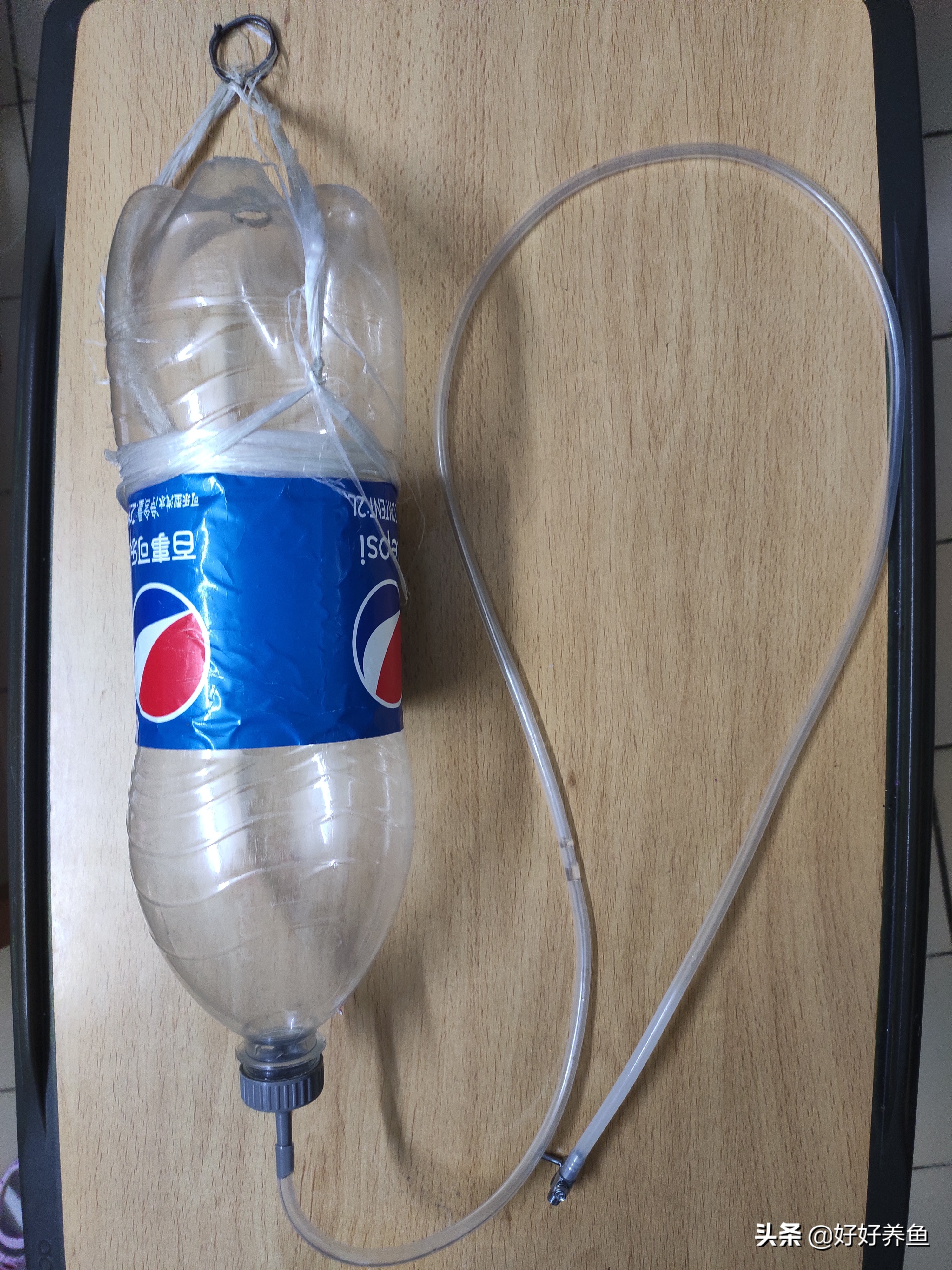 养鱼知识科普视频素材,养鱼科普动画