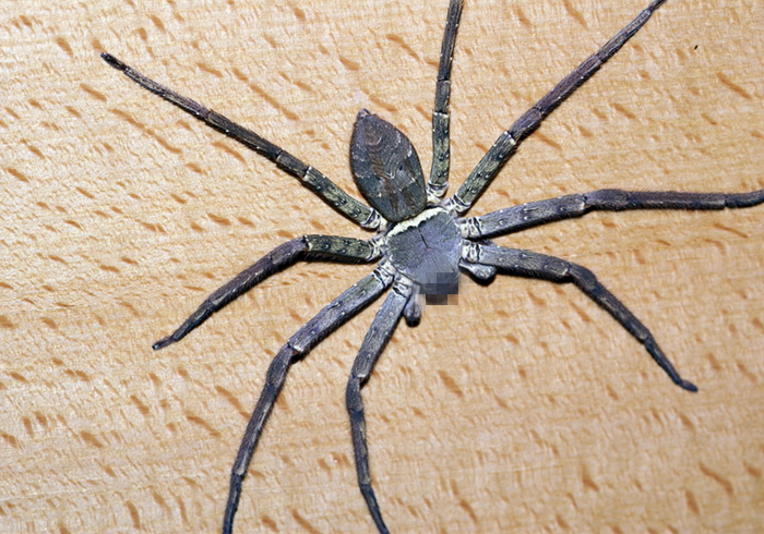 家里出现大蜘蛛是什么蜘蛛,家里来了个大蜘蛛打死了预示什么