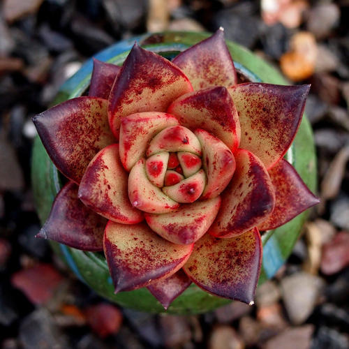 100种常见多肉植物图鉴收藏,1000种多肉植物图鉴及名字
