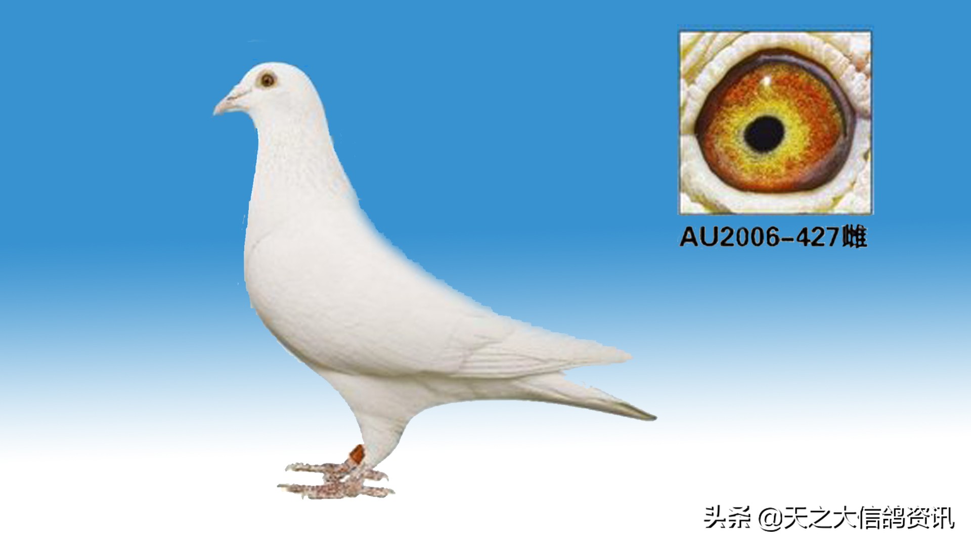 信鸽的优劣鉴别,如何判别信鸽的优劣图解