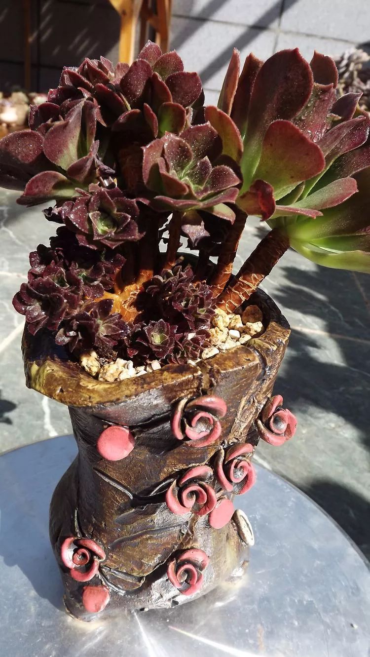 爱机车,爱多肉,宝妈花姐的诗和远方