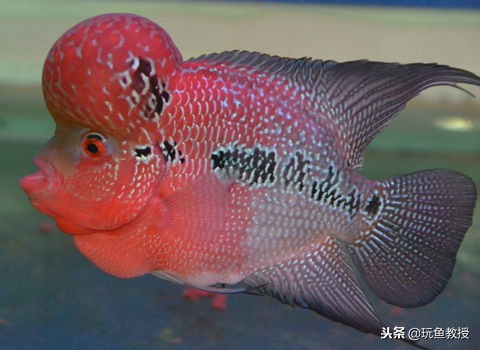 罗汉鱼照什么色的灯光,水温对罗汉鱼起头的影响