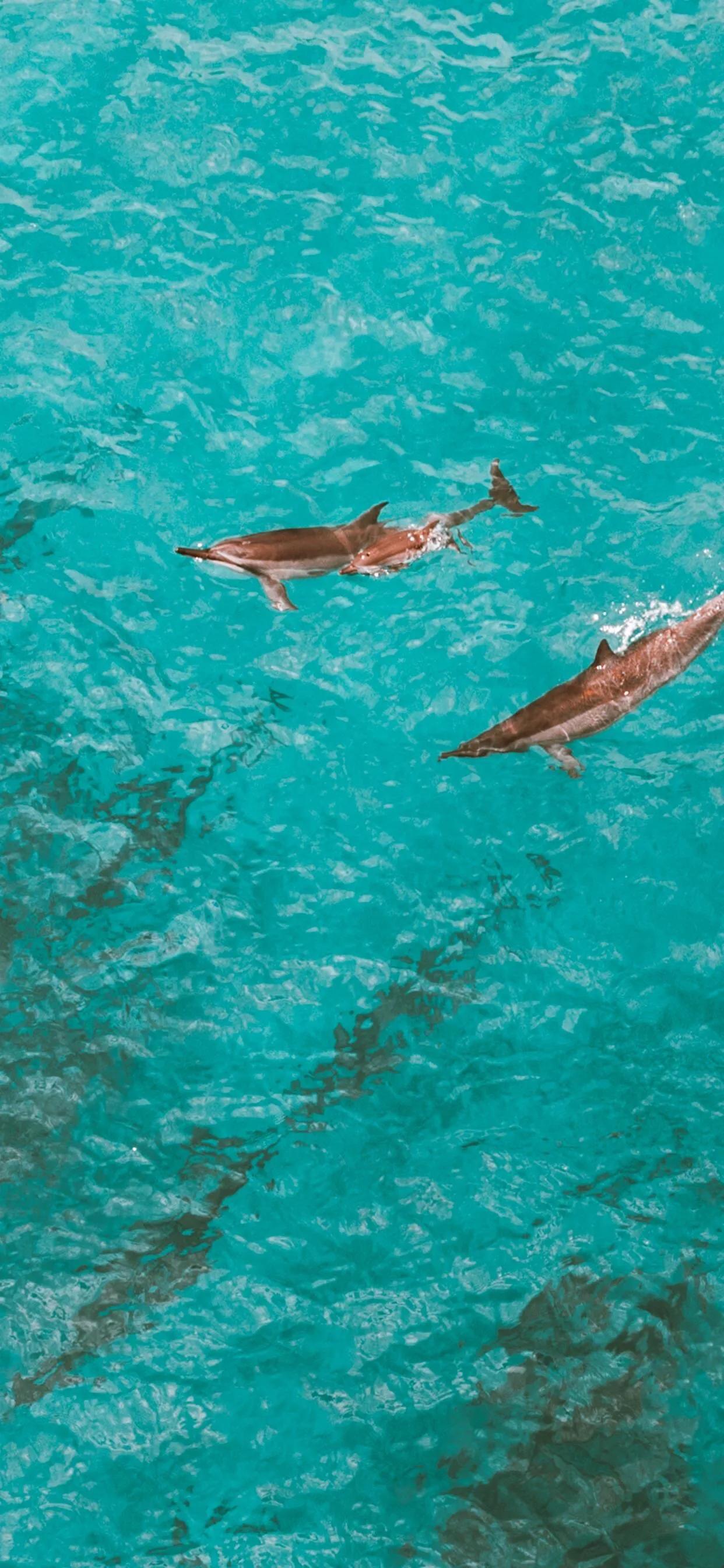 海洋壁纸2023,海洋系列壁纸