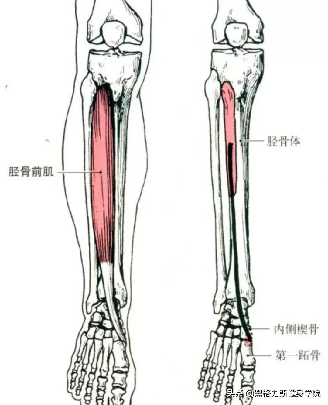 健身腿部解剖动作讲解,健身训练及肌肉解剖图谱大全
