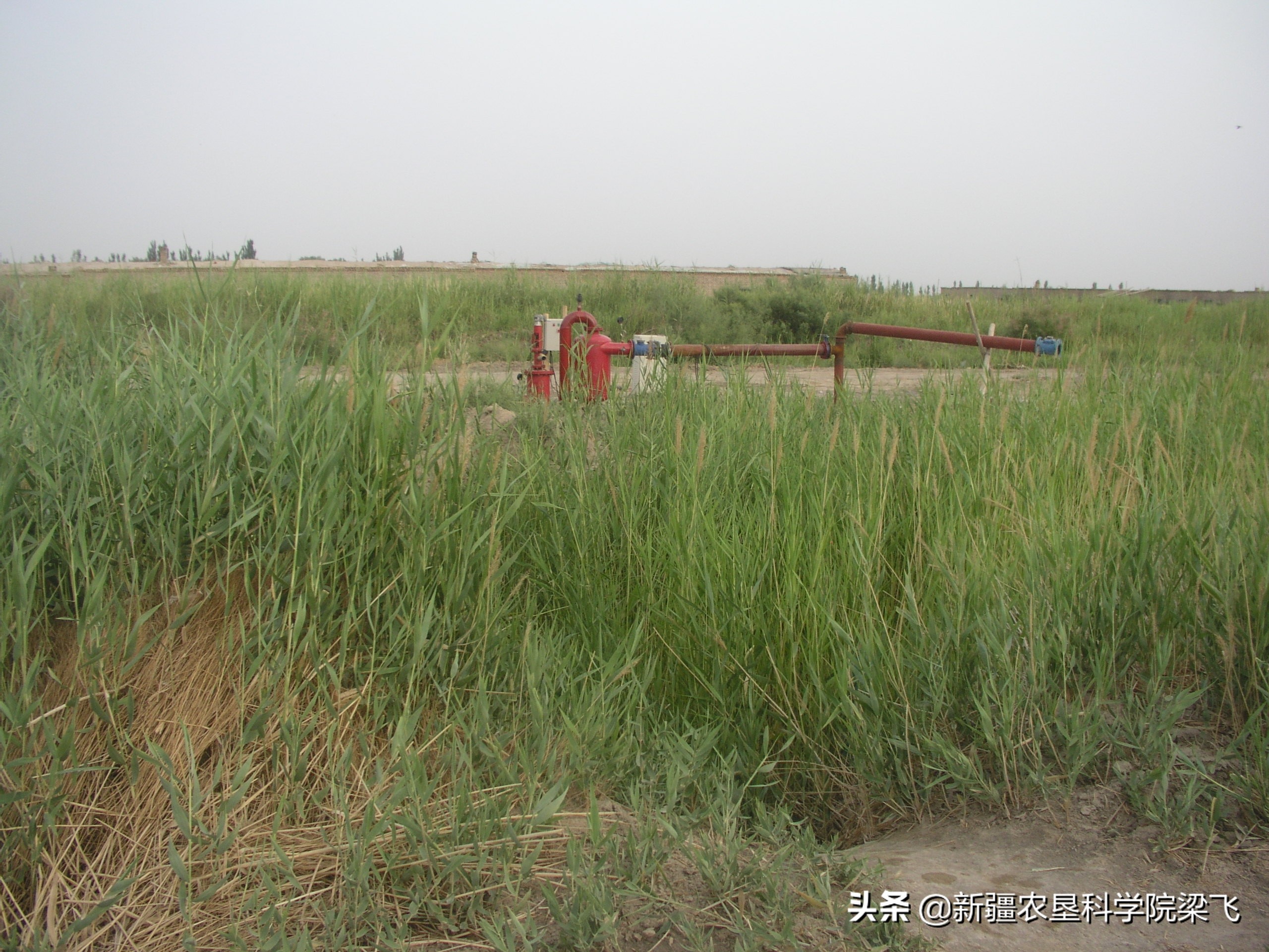 洼地盐碱地改良最好方法,本地盐碱地改良的用途和特点