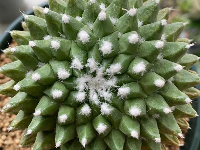 春季开花的仙人球迎春，夏季也很美，一簇簇绒毛就像雪花一样漂亮