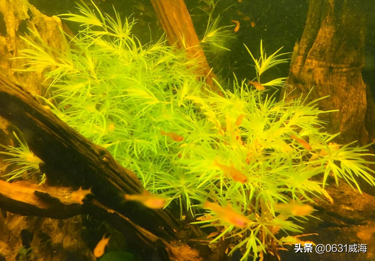 如何根据水面泡沫看水质,鱼缸有泡沫水质非常清