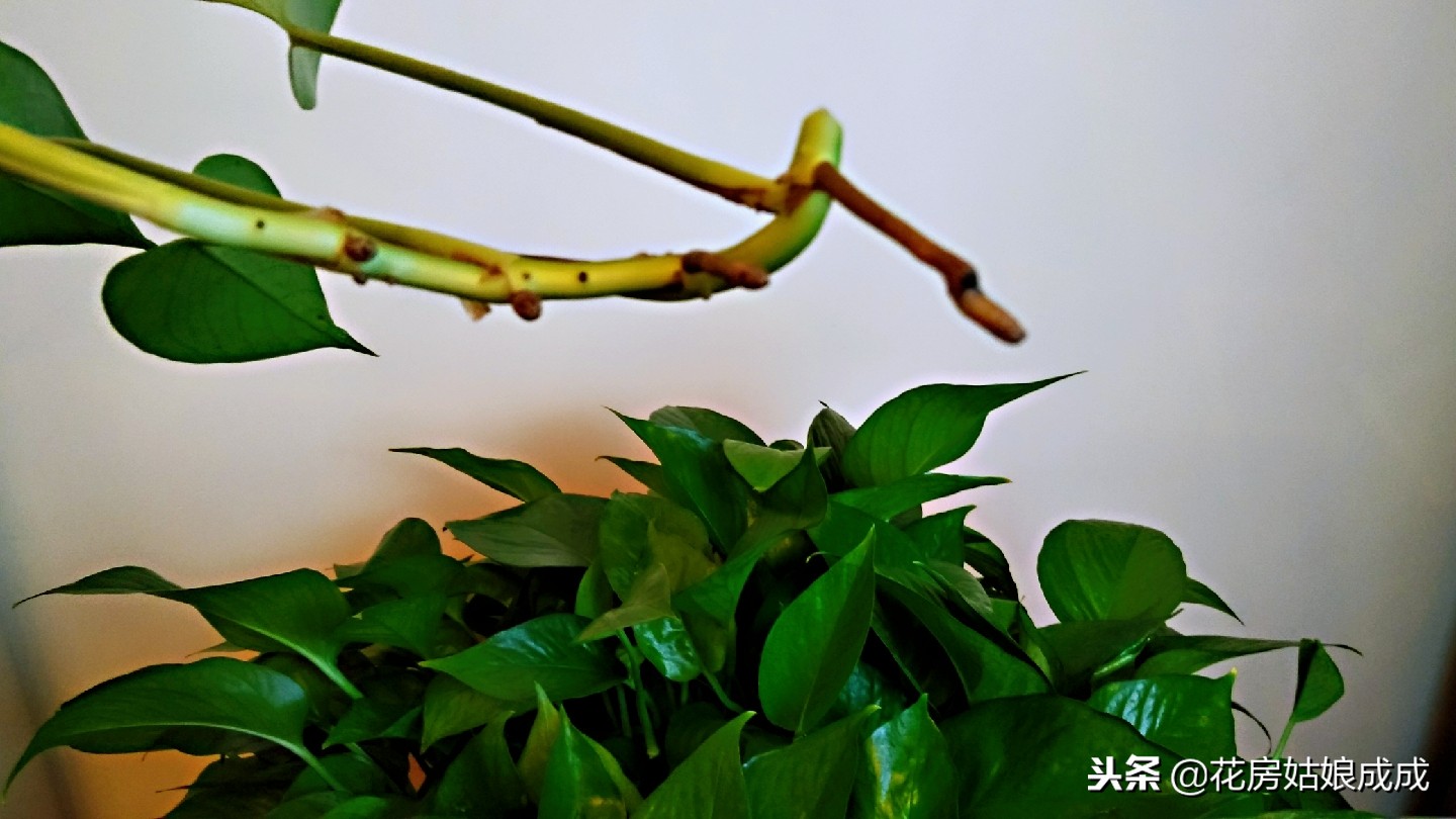 绿萝长得很松散怎么办,绿萝稀稀拉拉还发黄用什么药