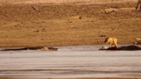流浪雄狮和幼狮,流浪幼狮米菲成长记