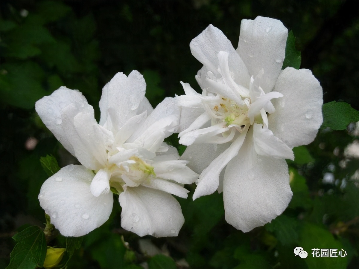 可以食用的花可制作的美食,100种可食用花的做法
