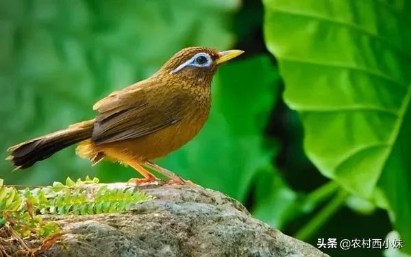 画眉鸟不肯乖乖“洗澡”怎么办？这3大因素，鸟友先要知晓