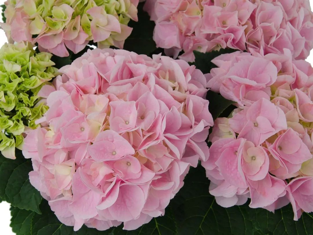 十大顶级绣球品种,最好养的绣球品种