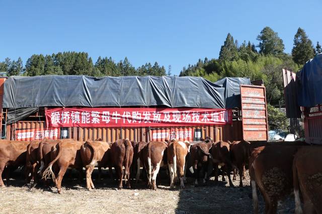 小母牛生孩子了,保山市小母牛