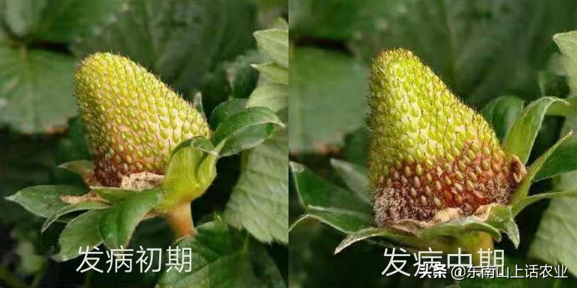 草莓的重要病害—灰霉病,图片观察其侵染全过程、变化,不再看错